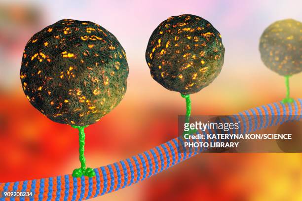 intracellular transport, illustration - microtubule stock illustrations