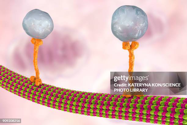 intracellular transport, illustration - microtubule stock illustrations