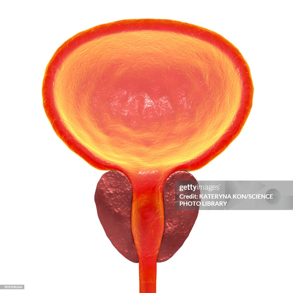 Normal Prostate Gland High-Res Vector Graphic - Getty Images