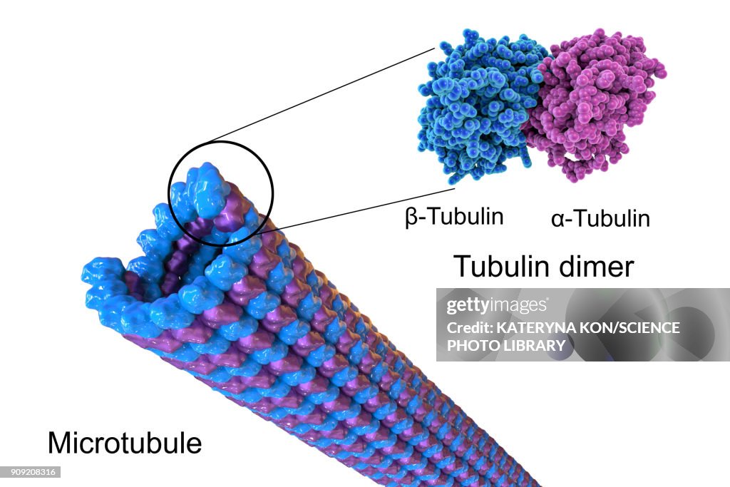 Structure of a microtubule, illustration