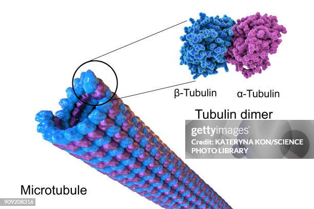 structure of a microtubule, illustration - microtubule stock illustrations