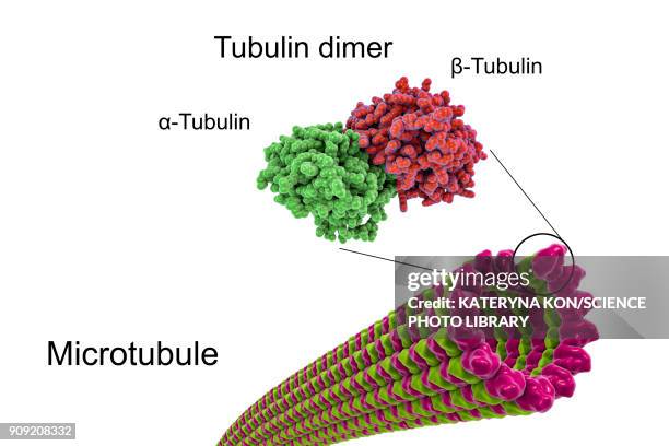 stockillustraties, clipart, cartoons en iconen met structure of a microtubule, illustration - neurofibrillary tangle