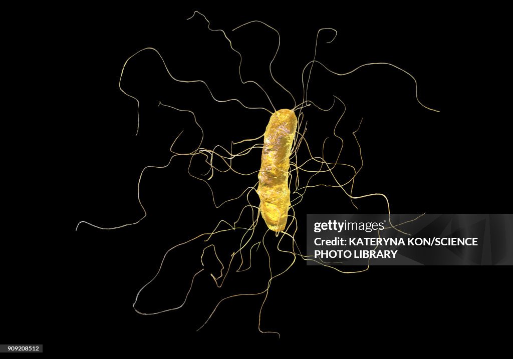 Clostridium difficile, illustration