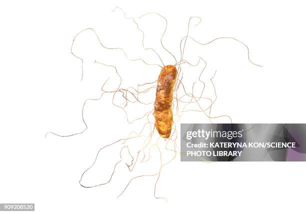 clostridium difficile, illustration - difficile stock-grafiken, -clipart, -cartoons und -symbole