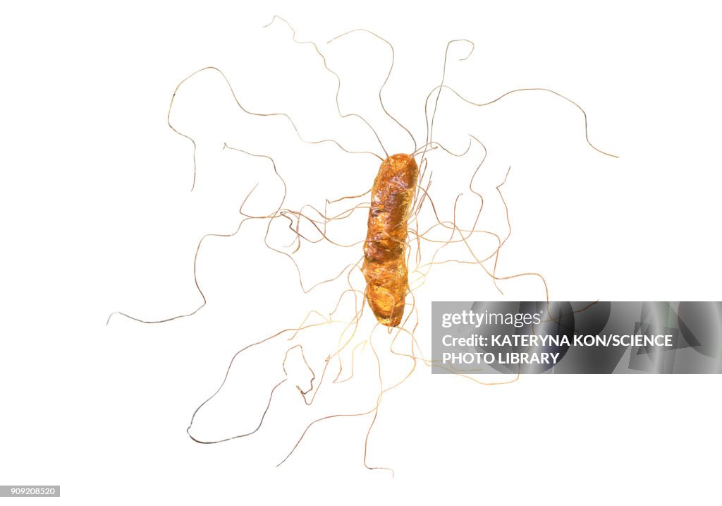 Clostridium difficile, illustration