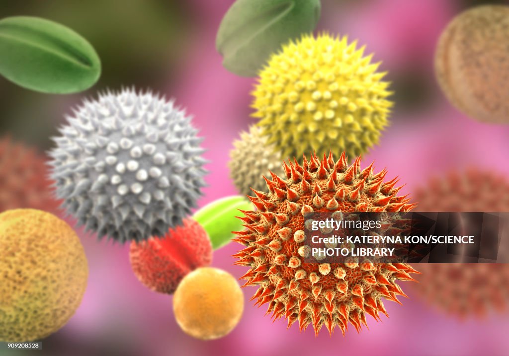 Different Pollen Types Pollen Grains From Different Plants Illustration High-Res Vector ...