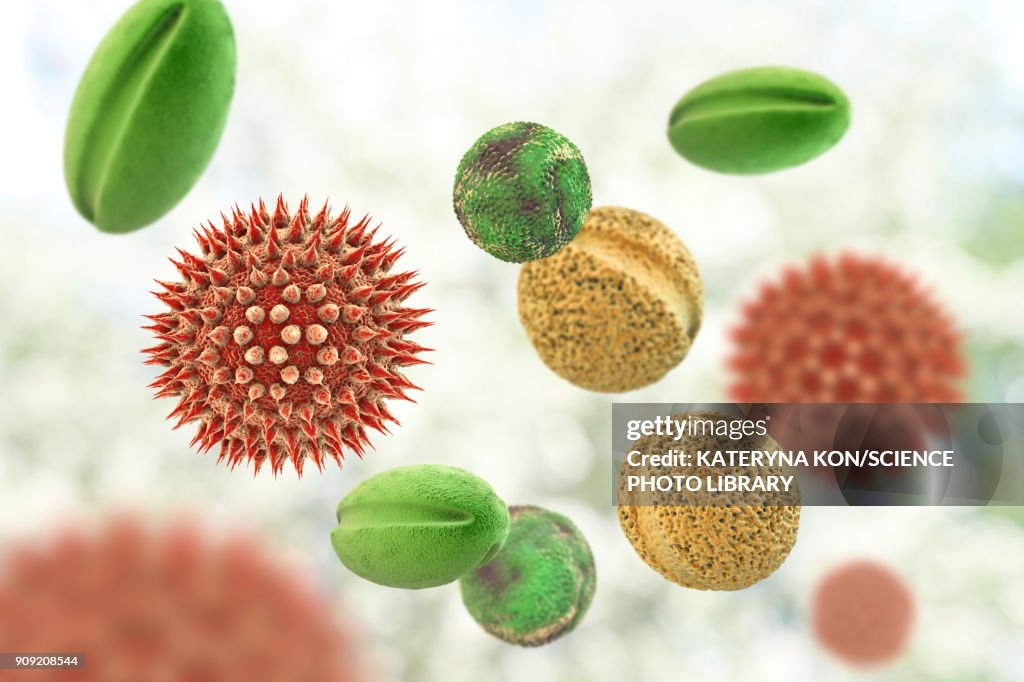 Pollen Wiki Pollen Grains From Different Plants Illustration High-Res Vector ...