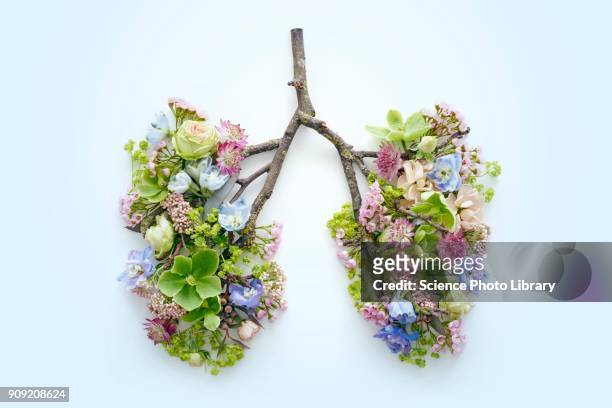 spring flowers representing human lungs - hayfever stockfoto's en -beelden