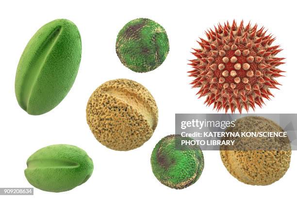 pollen grains from different plants, illustration - pollen 幅插畫檔、美工圖案、卡通及圖標