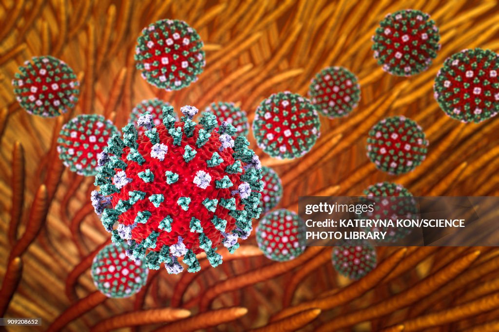 Flu viruses infecting airways, illustration