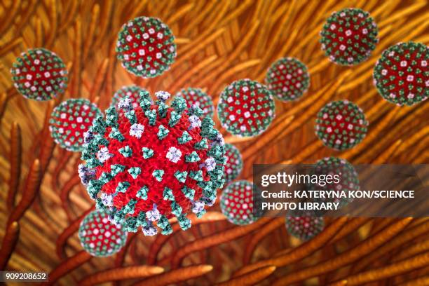 flu viruses infecting airways, illustration - avian flu virus stock illustrations