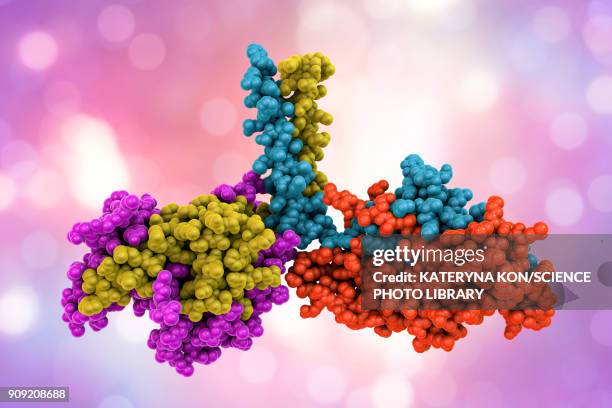 kinesin motor protein dimer, illustration - microtubule stock illustrations