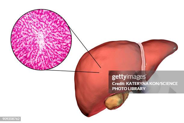 healthy liver, illustration and micrograph - parenchyma stock illustrations