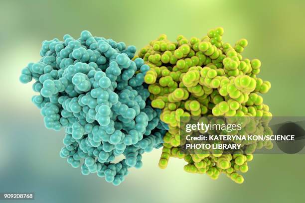 tubulin dimer, molecular model - protein stock illustrations