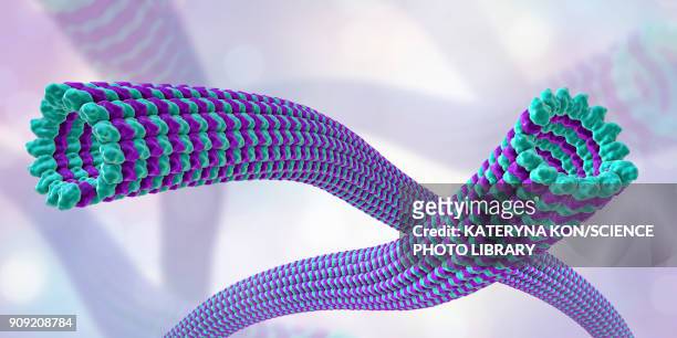 illustrazioni stock, clip art, cartoni animati e icone di tendenza di microtubules, illustration - polimero