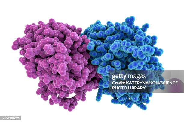 tubulin dimer, molecular model - microtubule stock illustrations