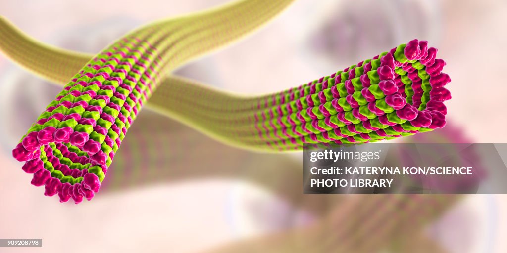 Microtubules, illustration