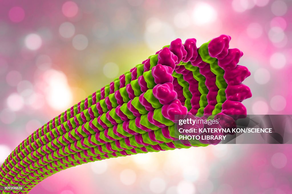 Microtubules, illustration