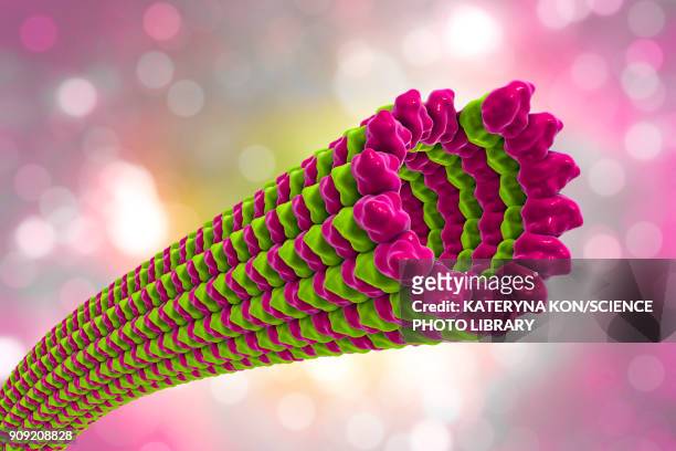 microtubules, illustration - microtubule stock illustrations
