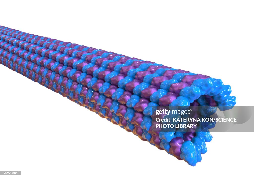 Microtubules, illustration