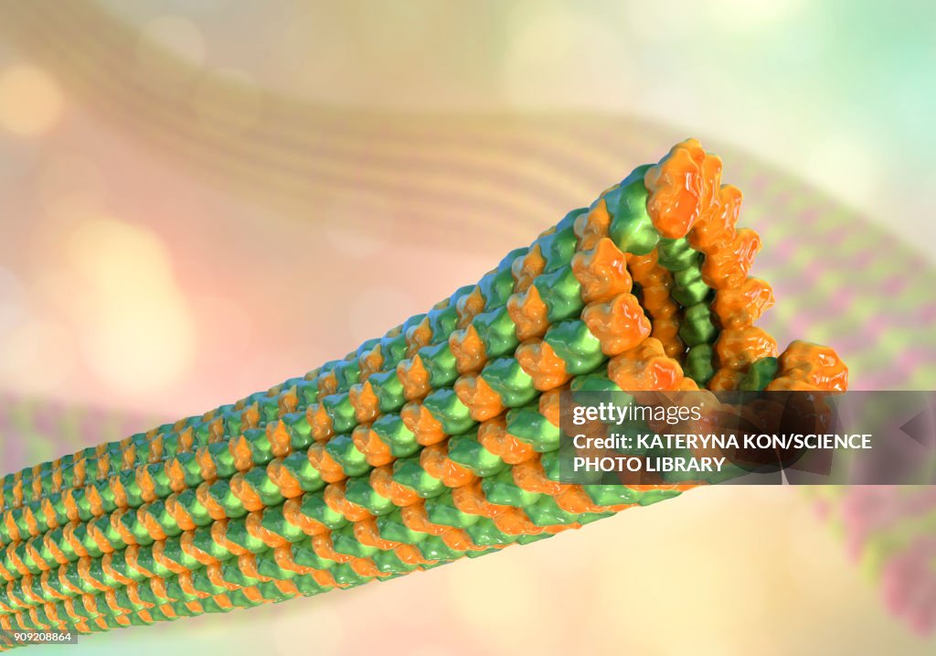 Microtubules, illustration