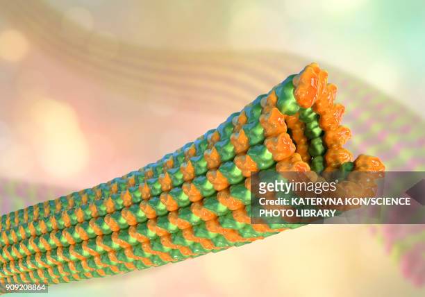 microtubules, illustration - microtubule stock illustrations
