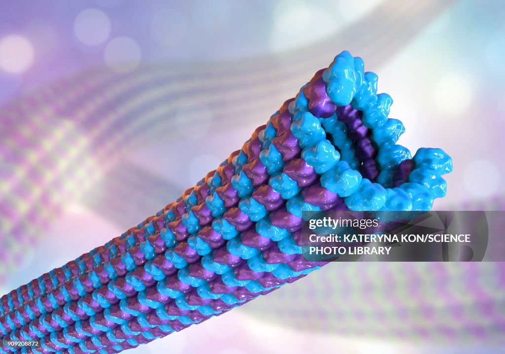 Microtubules, illustration