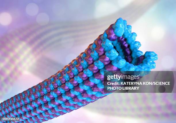 microtubules, illustration - protein stock illustrations