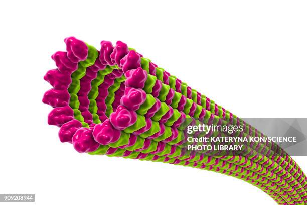 ilustraciones, imágenes clip art, dibujos animados e iconos de stock de microtubules, illustration - citoesqueleto