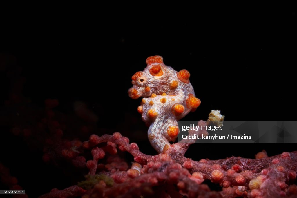 View of pygmy seahorse under the water