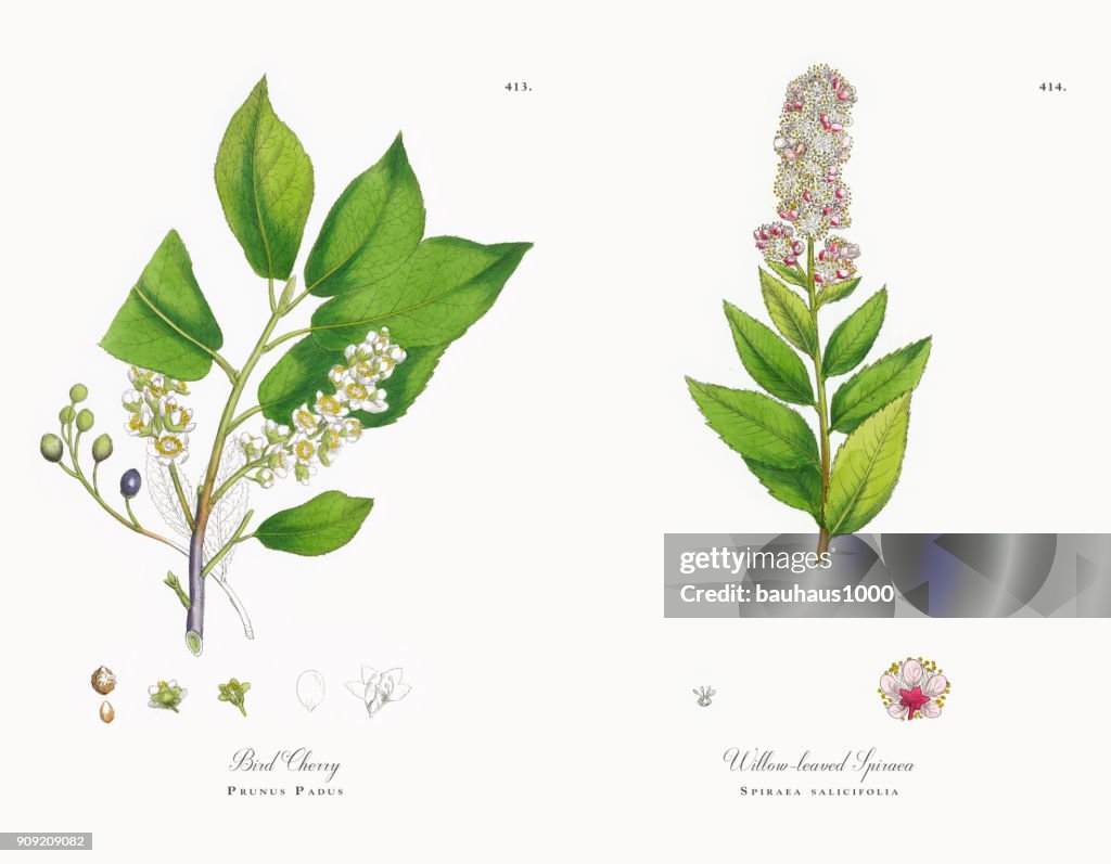 Bird Cherry, Prunus Padus, Victorian Botanical Illustration, 1863