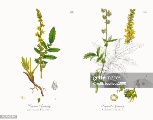 stockillustraties, clipart, cartoons en iconen met gewone agrimonie, gewone agrimonie, victoriaanse botanische illustratie, 1863 - agrimonia-eupatoria