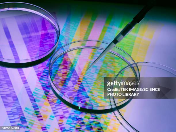 genetics research - dna radiogram bildbanksfoton och bilder