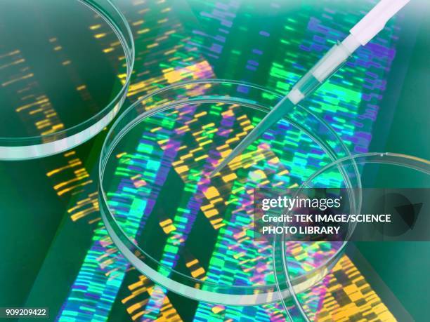 genetics research - dna radiogram bildbanksfoton och bilder