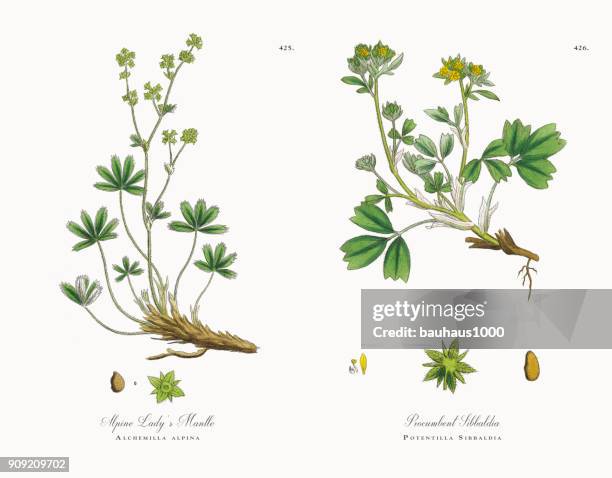 ilustraciones, imágenes clip art, dibujos animados e iconos de stock de alquimila alpina, alchemilla alpina, victoriano ilustración botánica, 1863 - pie de león