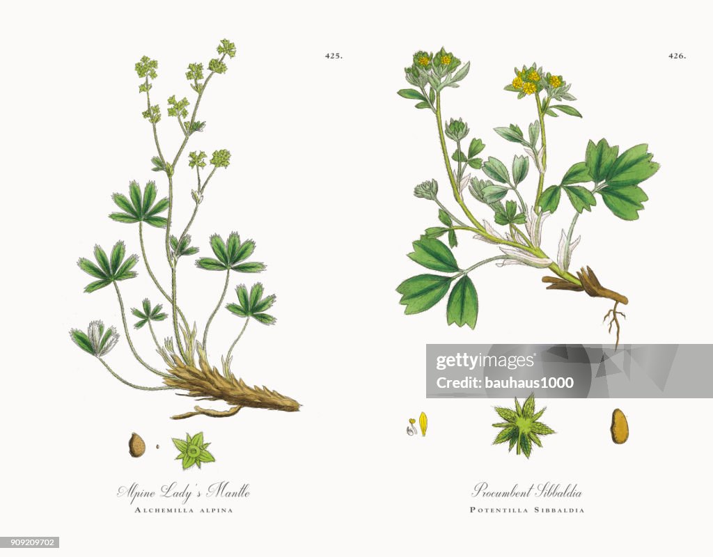 Alpine Lady’s Mantle, Alchemilla alpina, Victorian Botanical Illustration, 1863
