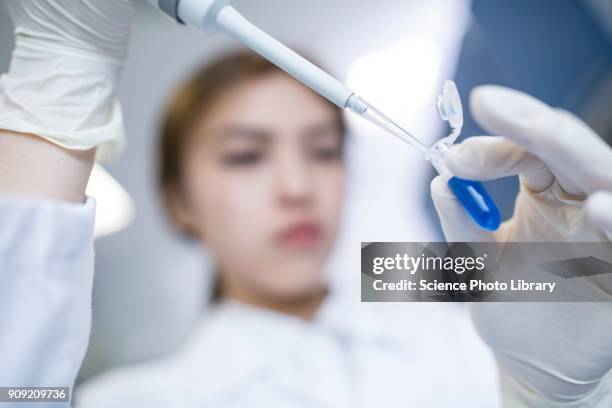 female lab assistant using pipette - eppendorf tube stock pictures, royalty-free photos & images