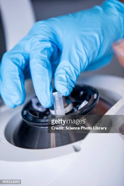 scientist loading centrifuge - eppendorf tube stock pictures, royalty-free photos & images