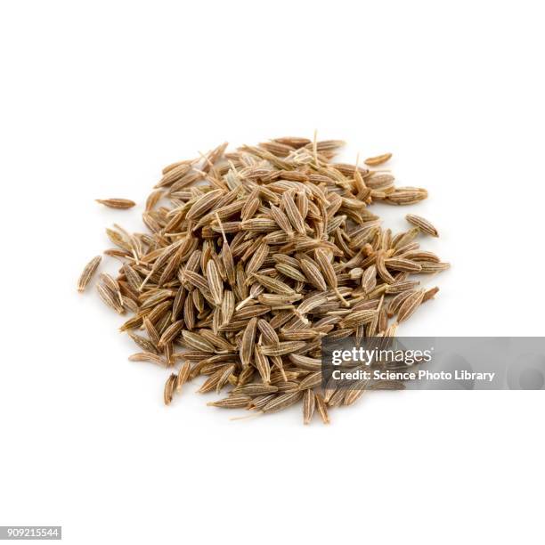 cumin seeds - cominho imagens e fotografias de stock