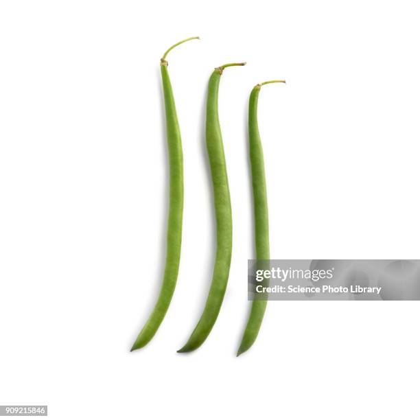 french beans - fagiolino foto e immagini stock