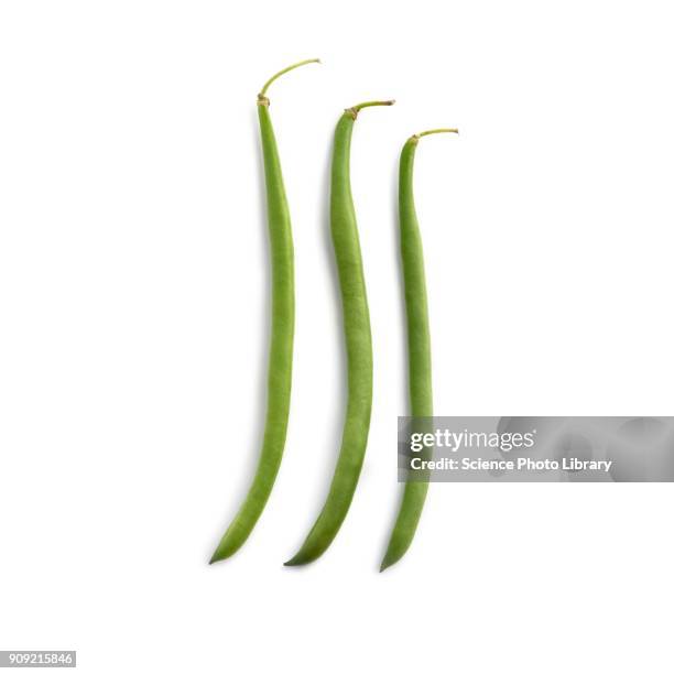 french beans - green beans stock pictures, royalty-free photos & images