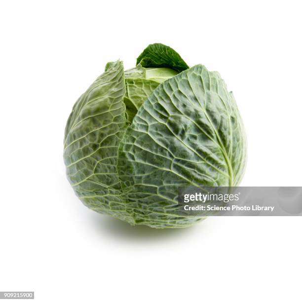 cabbage - col fotografías e imágenes de stock