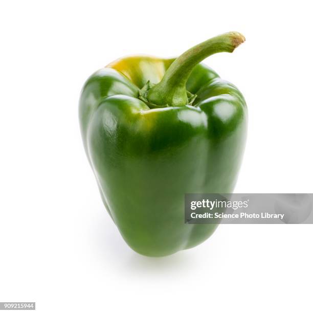 green pepper - green bell pepper stock pictures, royalty-free photos & images