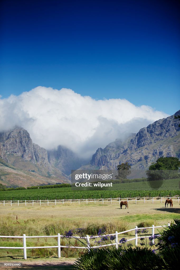 Cape Winelands Weide Pferd Bergszene