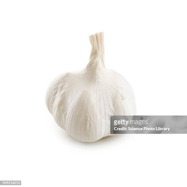 garlic bulb - garlic clove stock-fotos und bilder