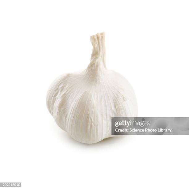 garlic bulb - garlic clove - fotografias e filmes do acervo