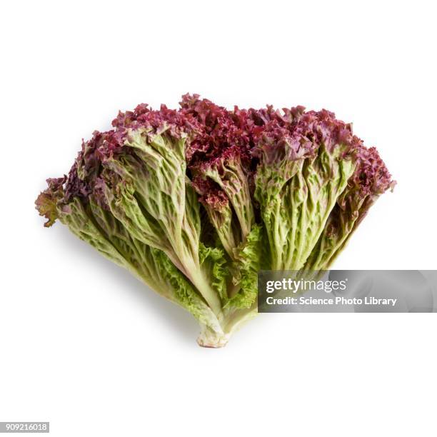 Lollo Rouge 286 Lollo Rosso Lettuce Stock Photos, High-Res Pictures, and Images ...