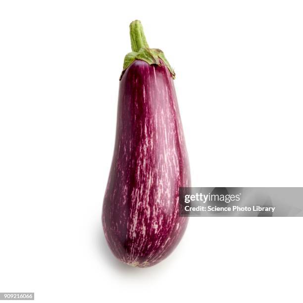 aubergine - eggplant stockfoto's en -beelden