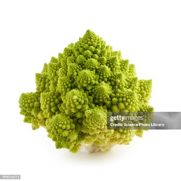 romanesco broccoli - chou romanesco stock pictures, royalty-free photos & images