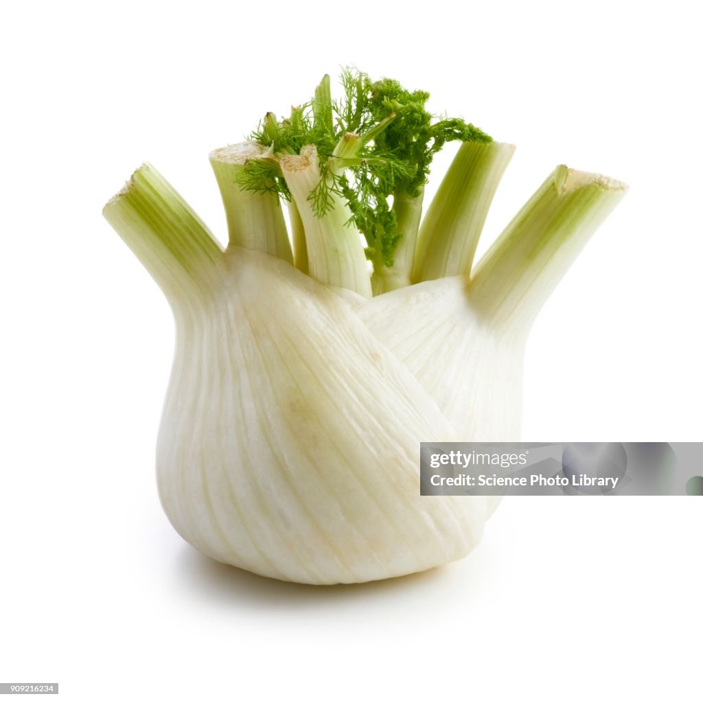 Fennel